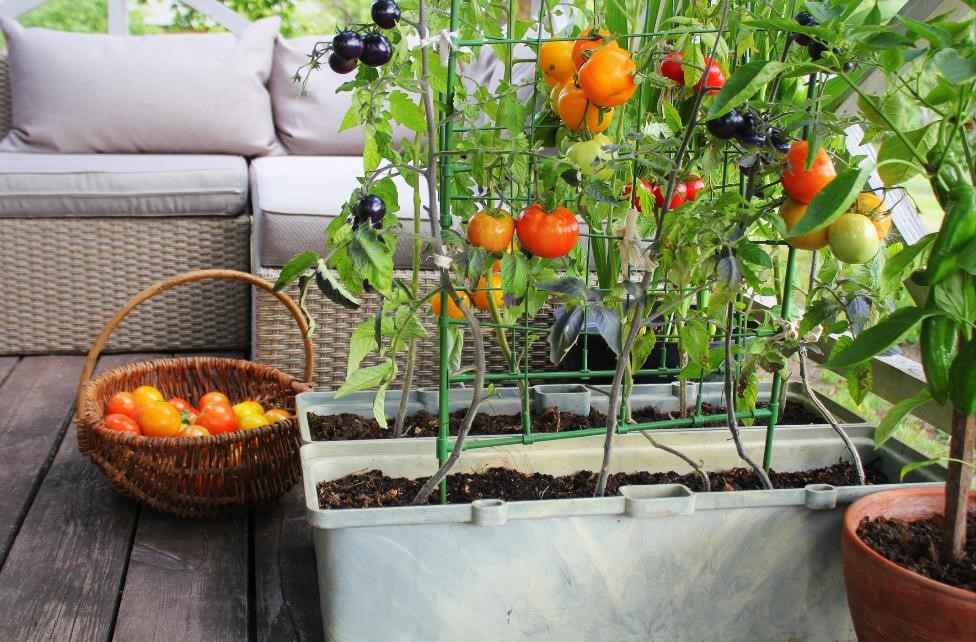 Small Space Gardening Ideas For Growing, Vegetable Gardening Ideas For Small Spaces