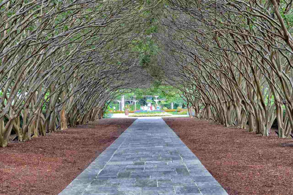 A walkway underneath a canopy of trees located at the Dallas Arboretum and Botanical Garden
