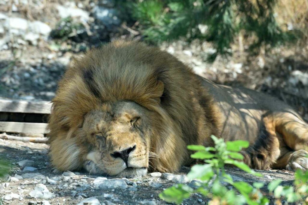 A male lion sleeps in the shade on rocky dirt